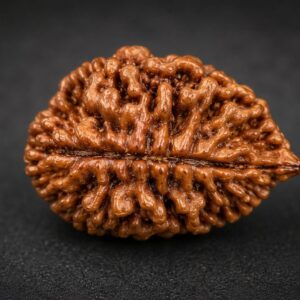 1 mukhi rudraksha (original & energized)
