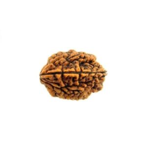 2 mukhi rudraksha